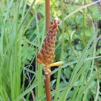 Kniphofia  'Timothy'